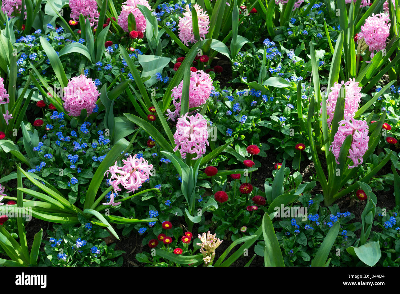 Frühling-Beet mit Myosotis, Bellis und Hyazinthen, Jephson Gärten, Leamington Spa, Großbritannien Stockfoto