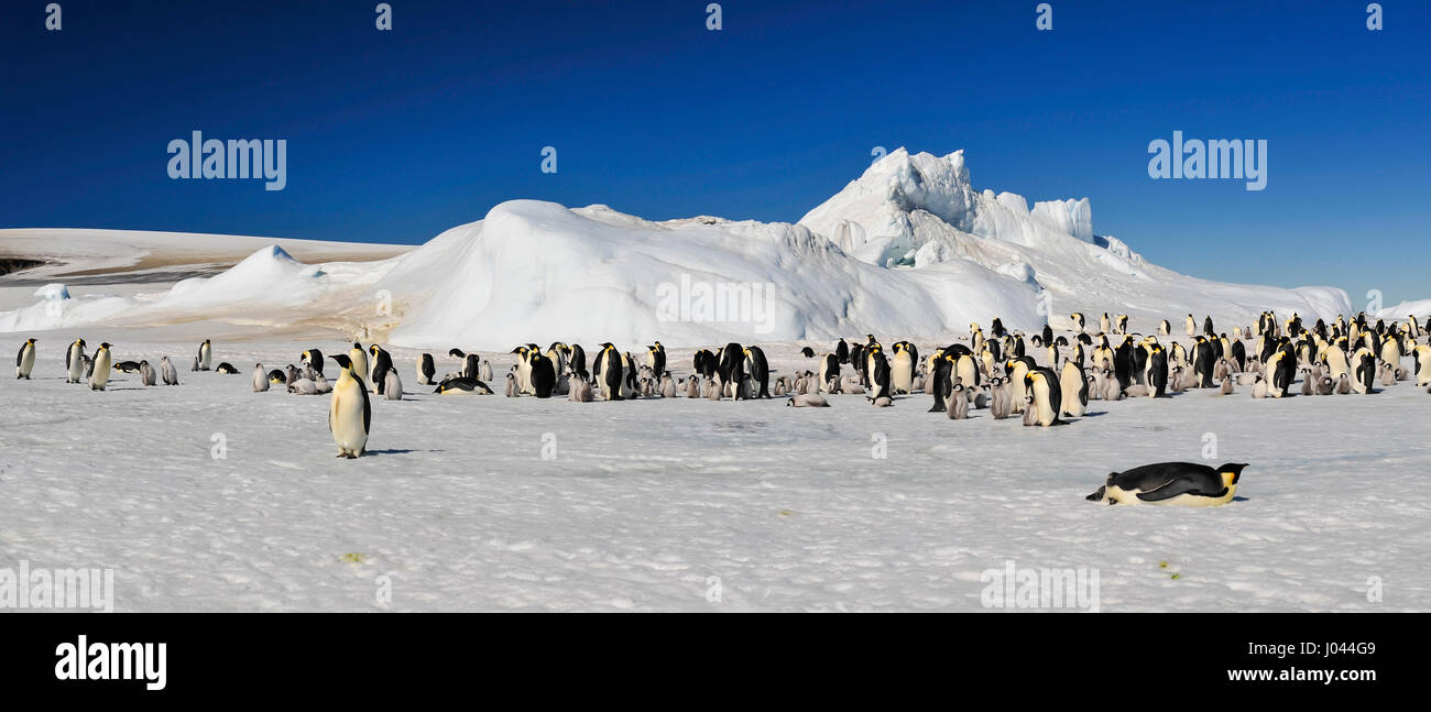 Kaiserpinguine auf dem Eis Stockfoto