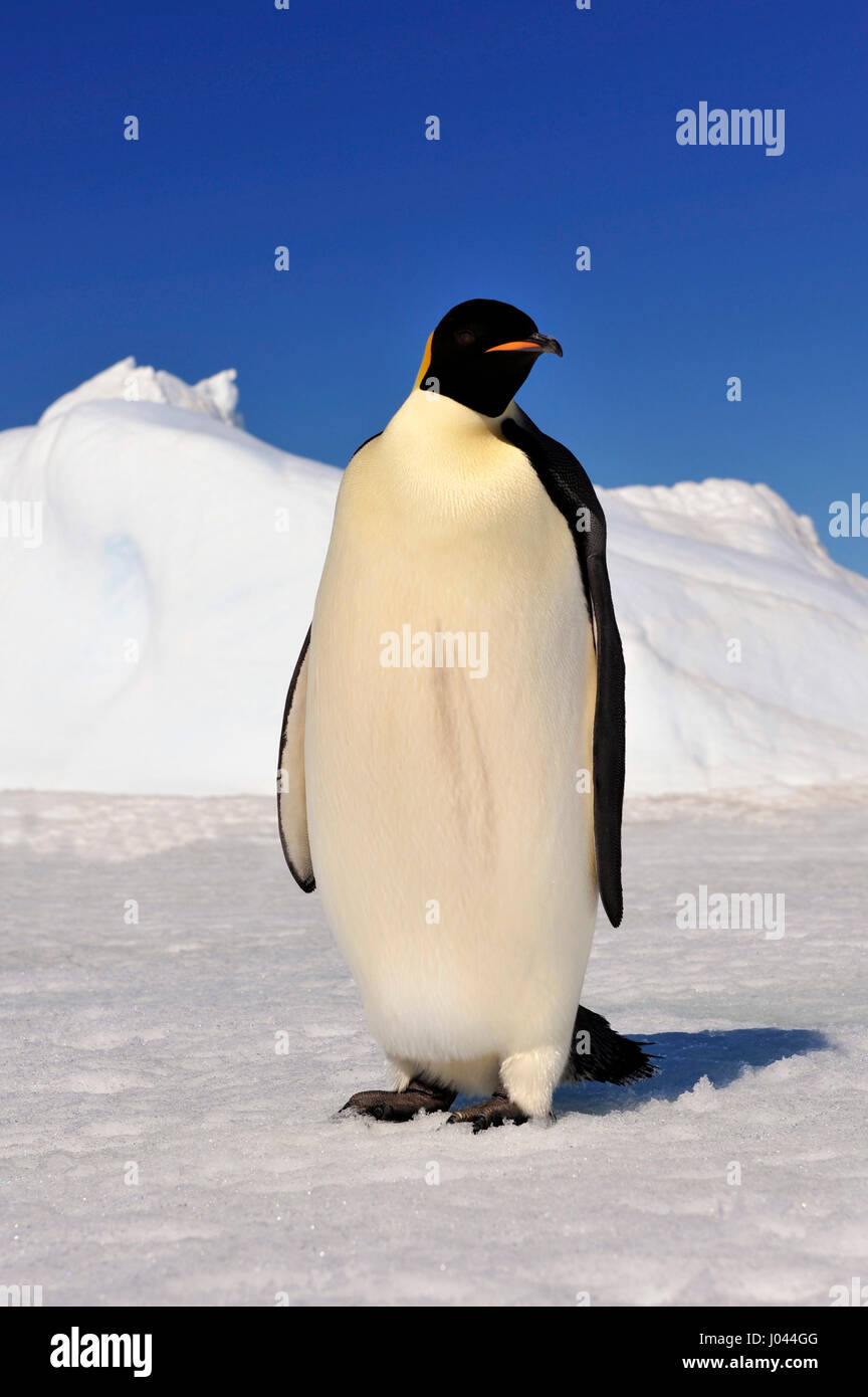 Kaiser-Pinguin auf dem Schnee Stockfoto