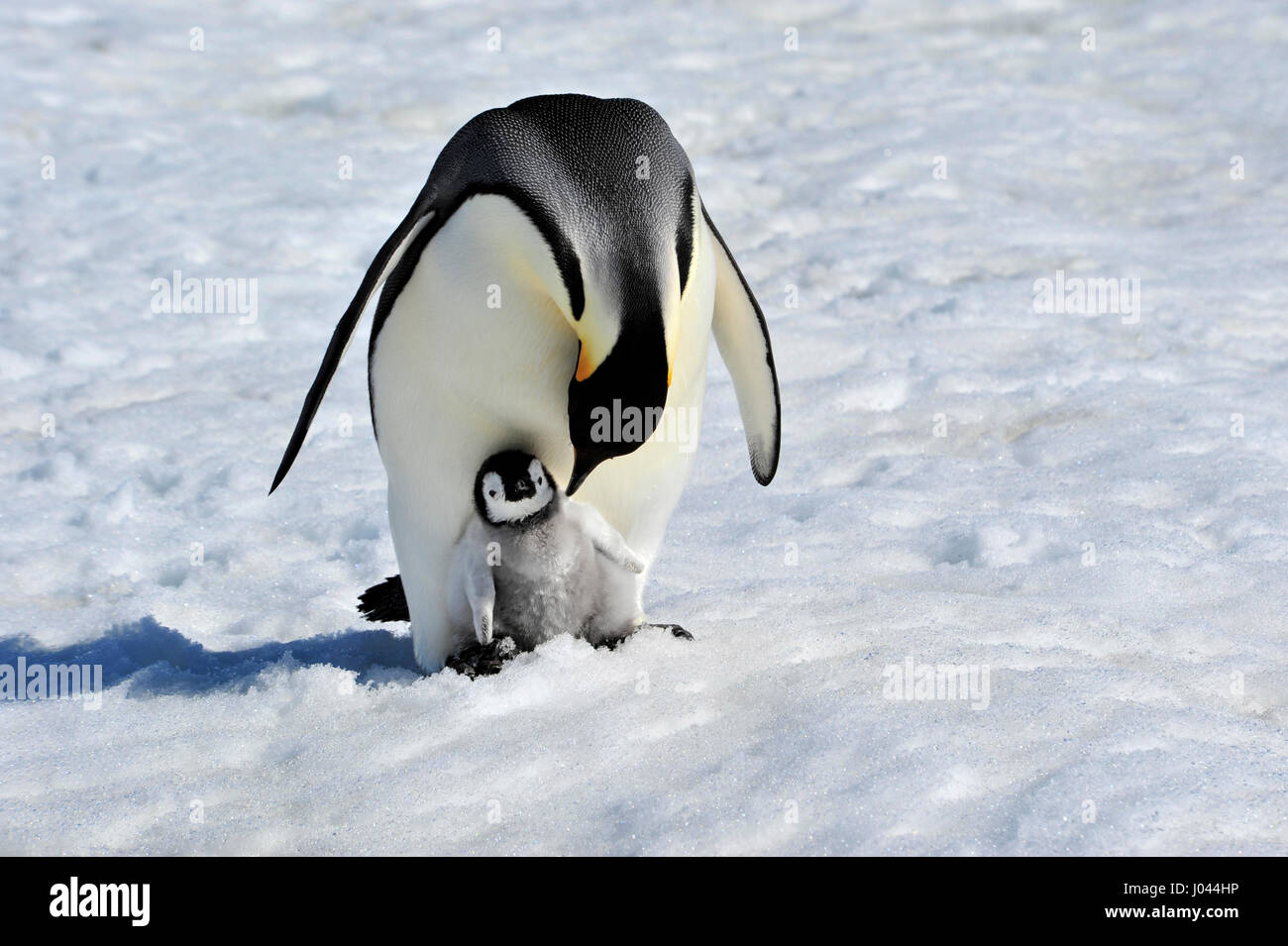 Kaiserpinguin mit Küken Stockfoto