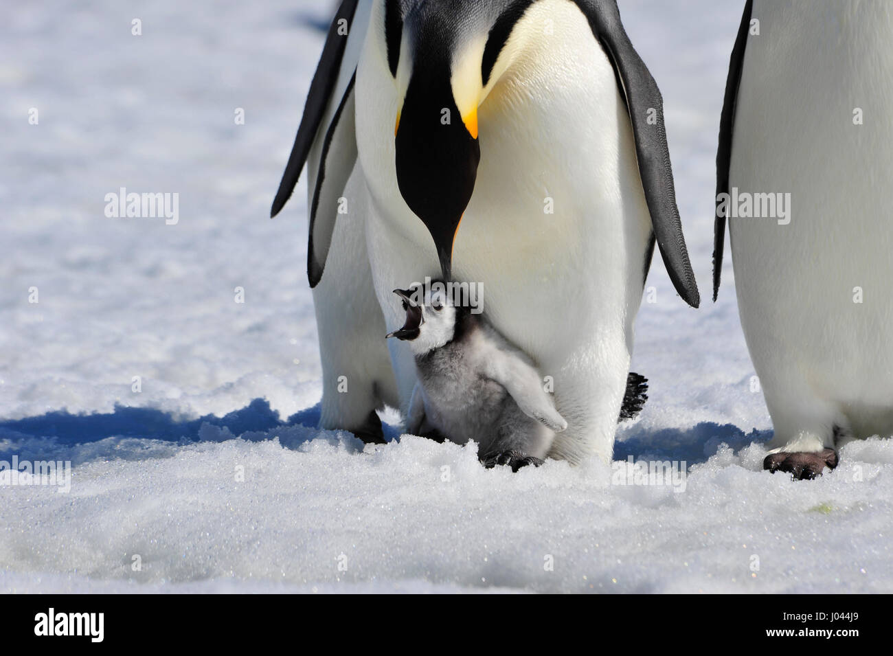 Kaiserpinguin mit Küken Stockfoto