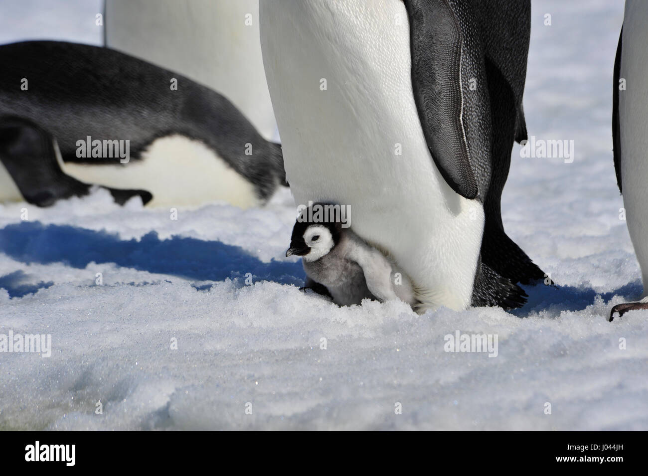 Kaiserpinguin mit Küken Stockfoto
