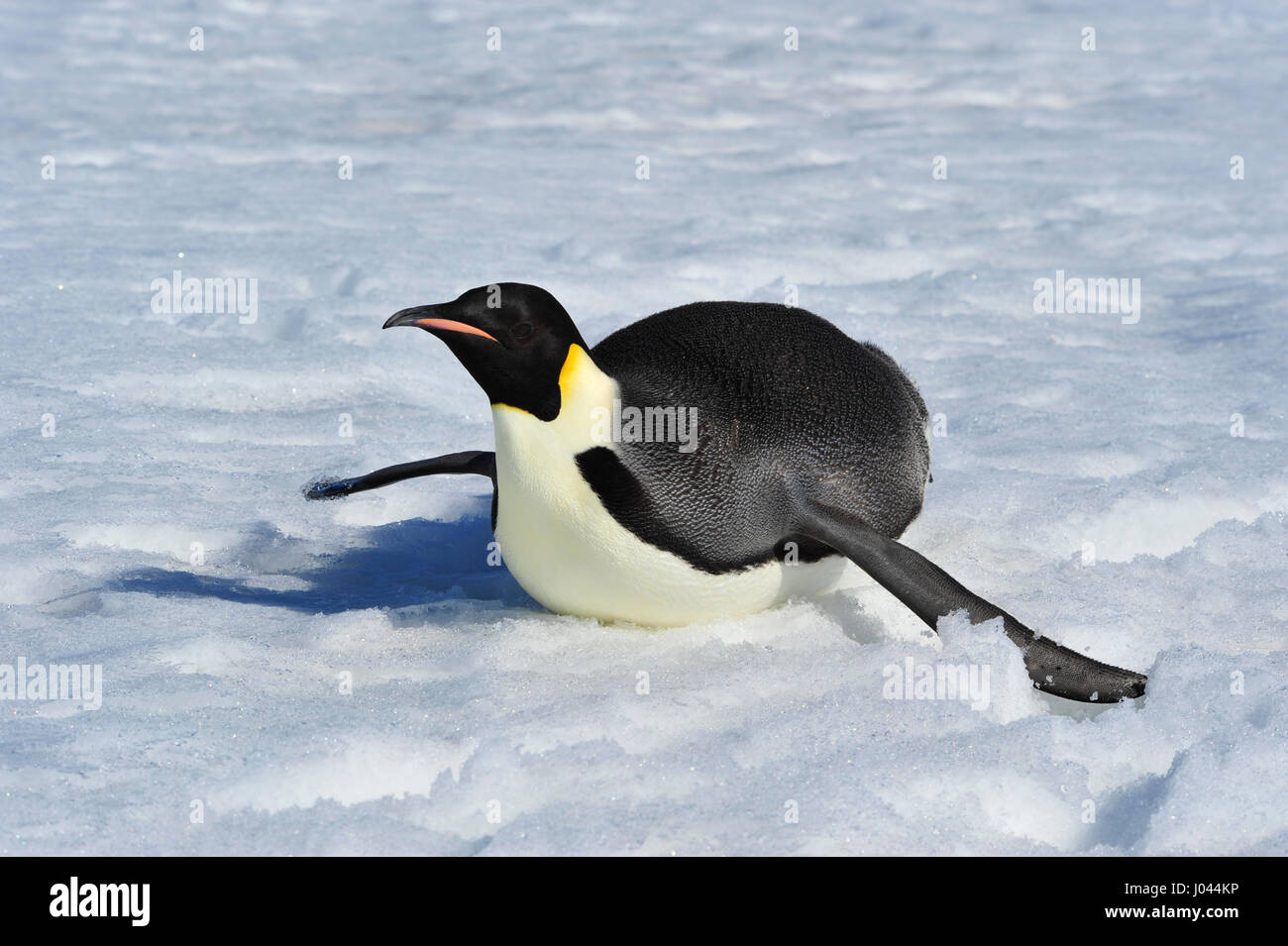 Kaiser-Pinguin auf dem Schnee Stockfoto