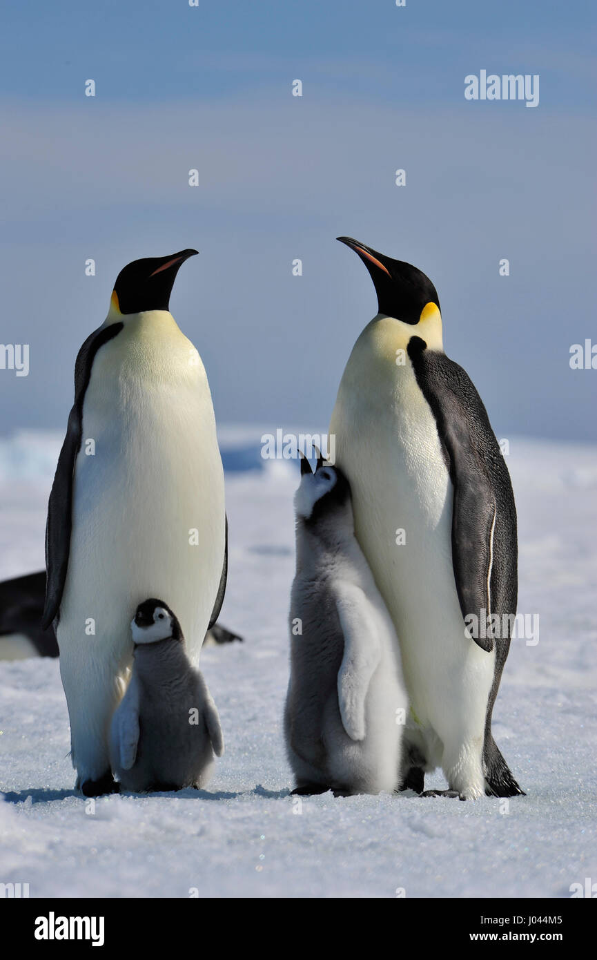 Kaiserpinguin mit Küken Stockfoto