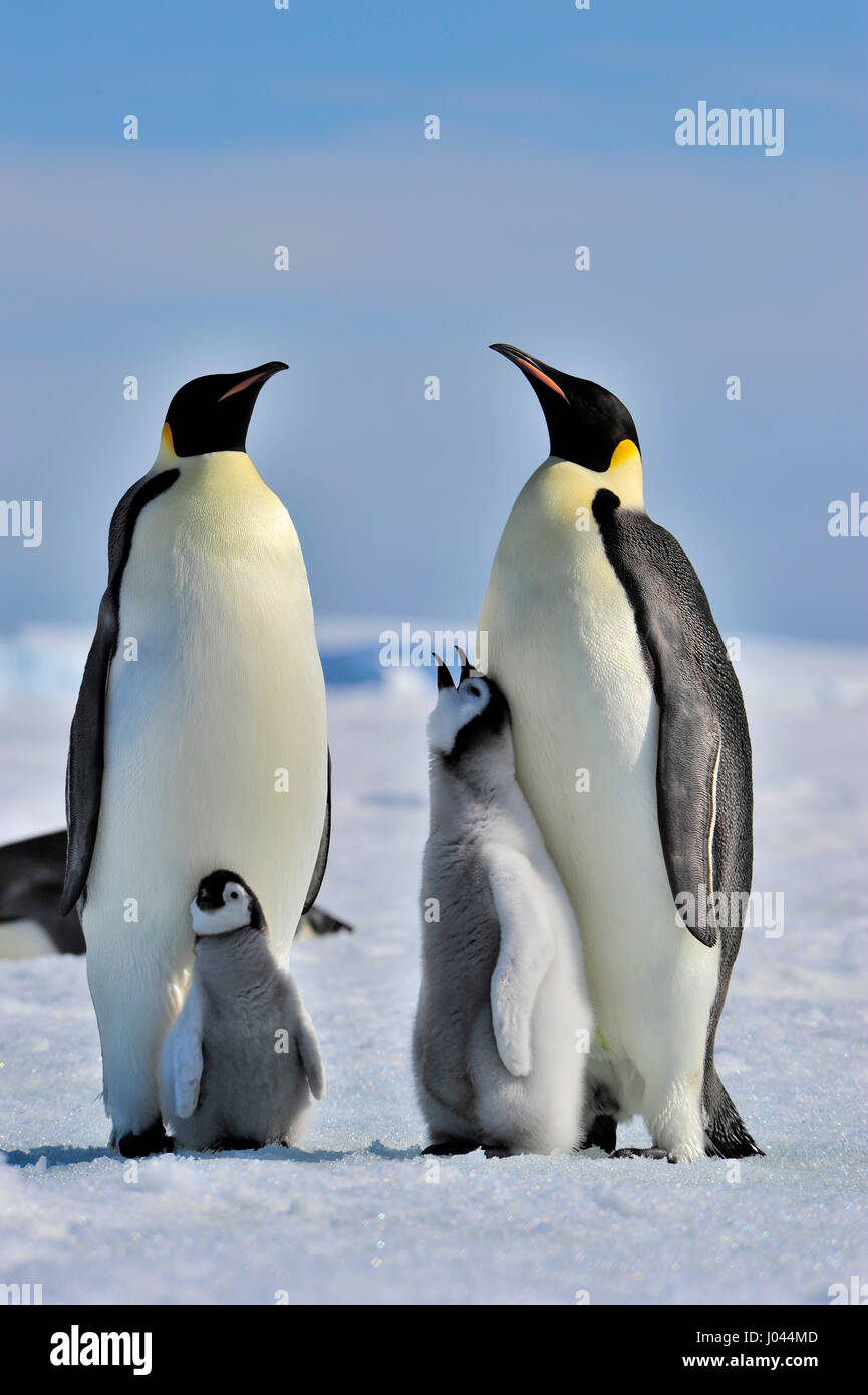 Kaiserpinguin mit Küken Stockfoto