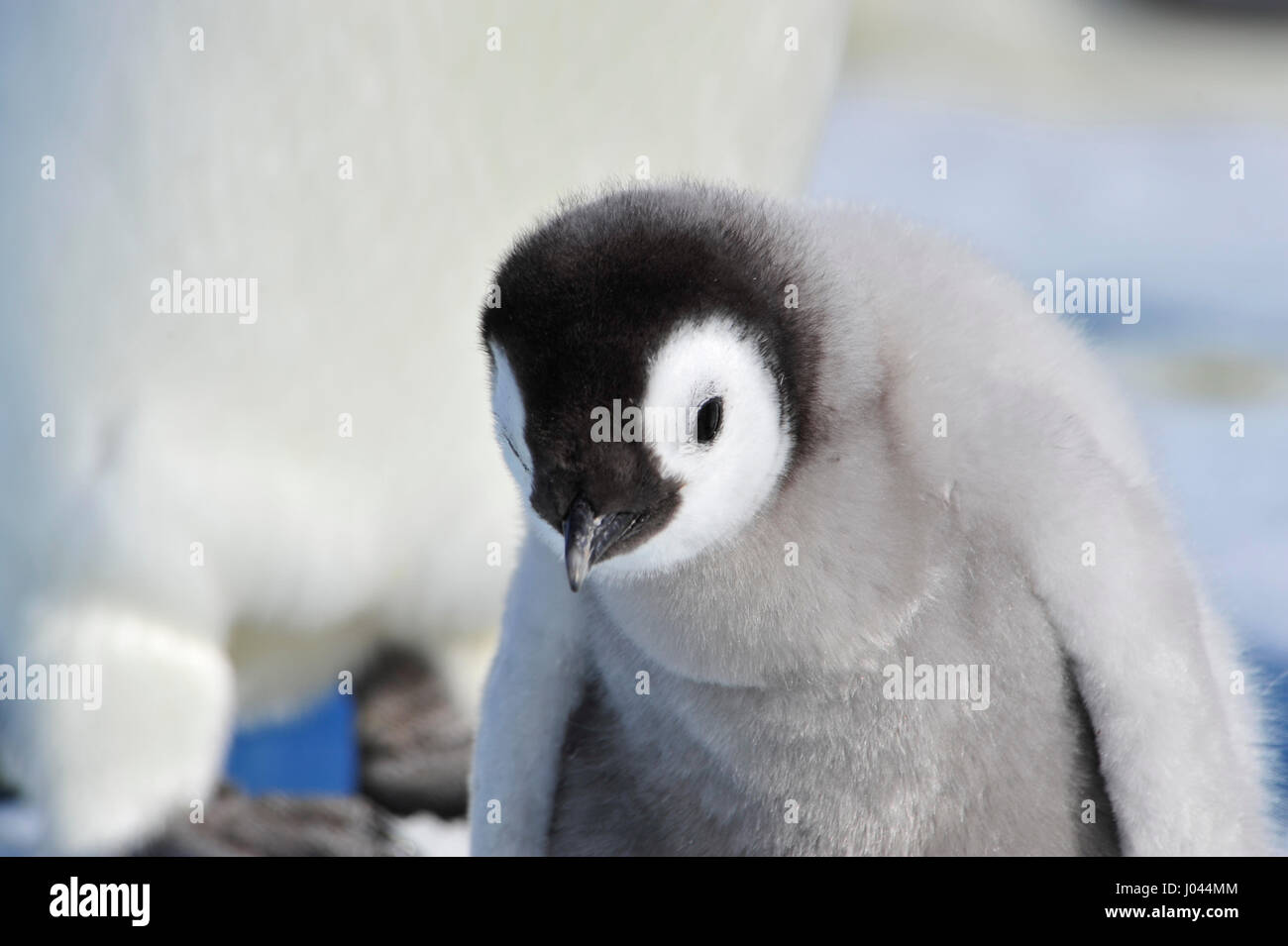 Kaiserpinguin-Küken in der Antarktis Stockfoto