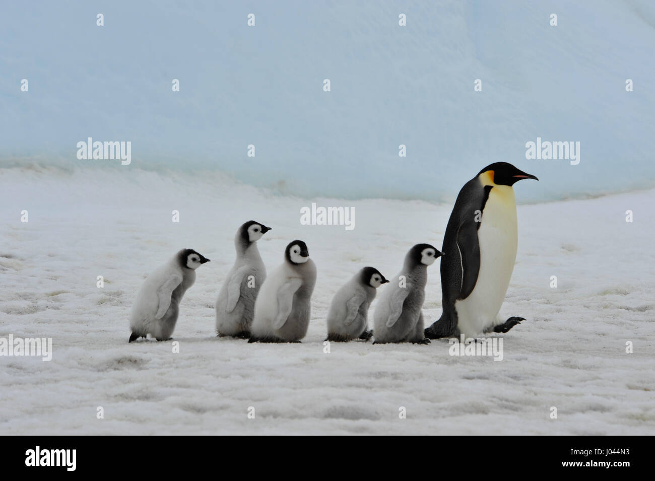Kaiserpinguine mit Küken Stockfoto