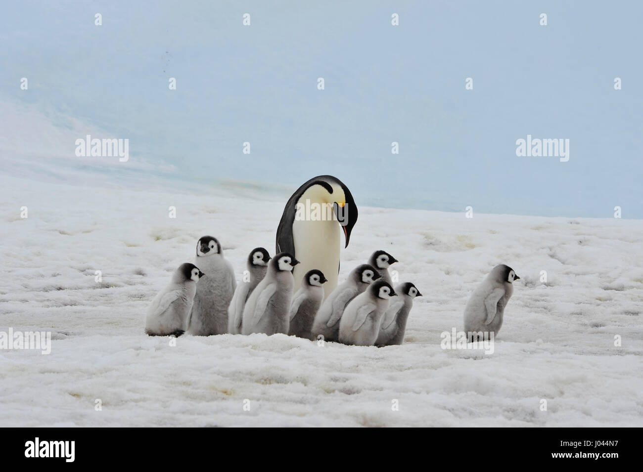Kaiserpinguine mit Küken Stockfoto
