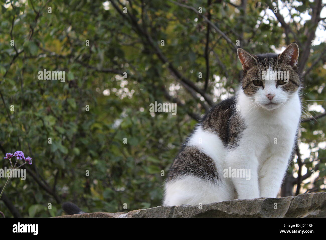 Tabby Katze Wand gehockt Stockfoto