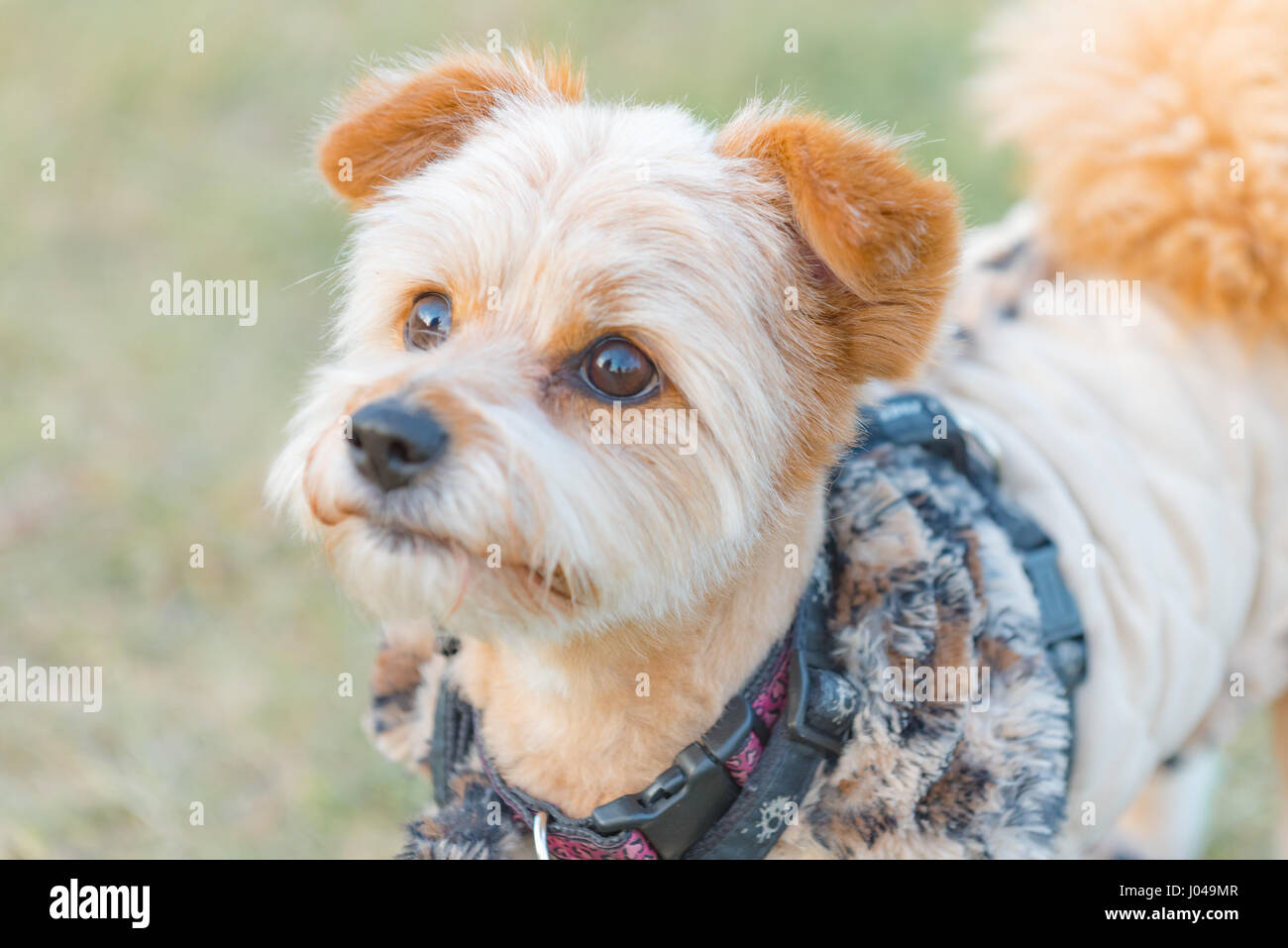Ginny Herbst im Park genießen. http://www.epictails.ca/Photo-Shoot-Ginny/ #canada #dogsofyyc #yycdogs #topdogphoto #caninesofcalgary #instadog Stockfoto