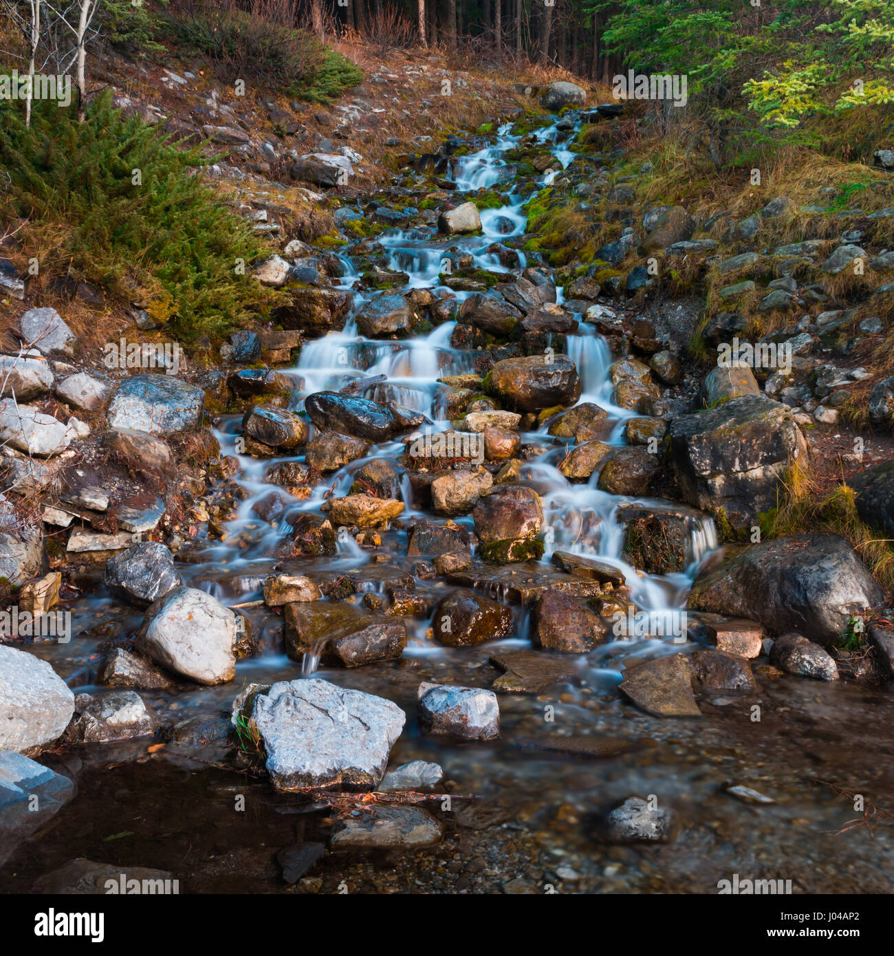 Kaskadierende Frühling Bach fließt durch den Wald, Alberta, Kanada Stockfoto