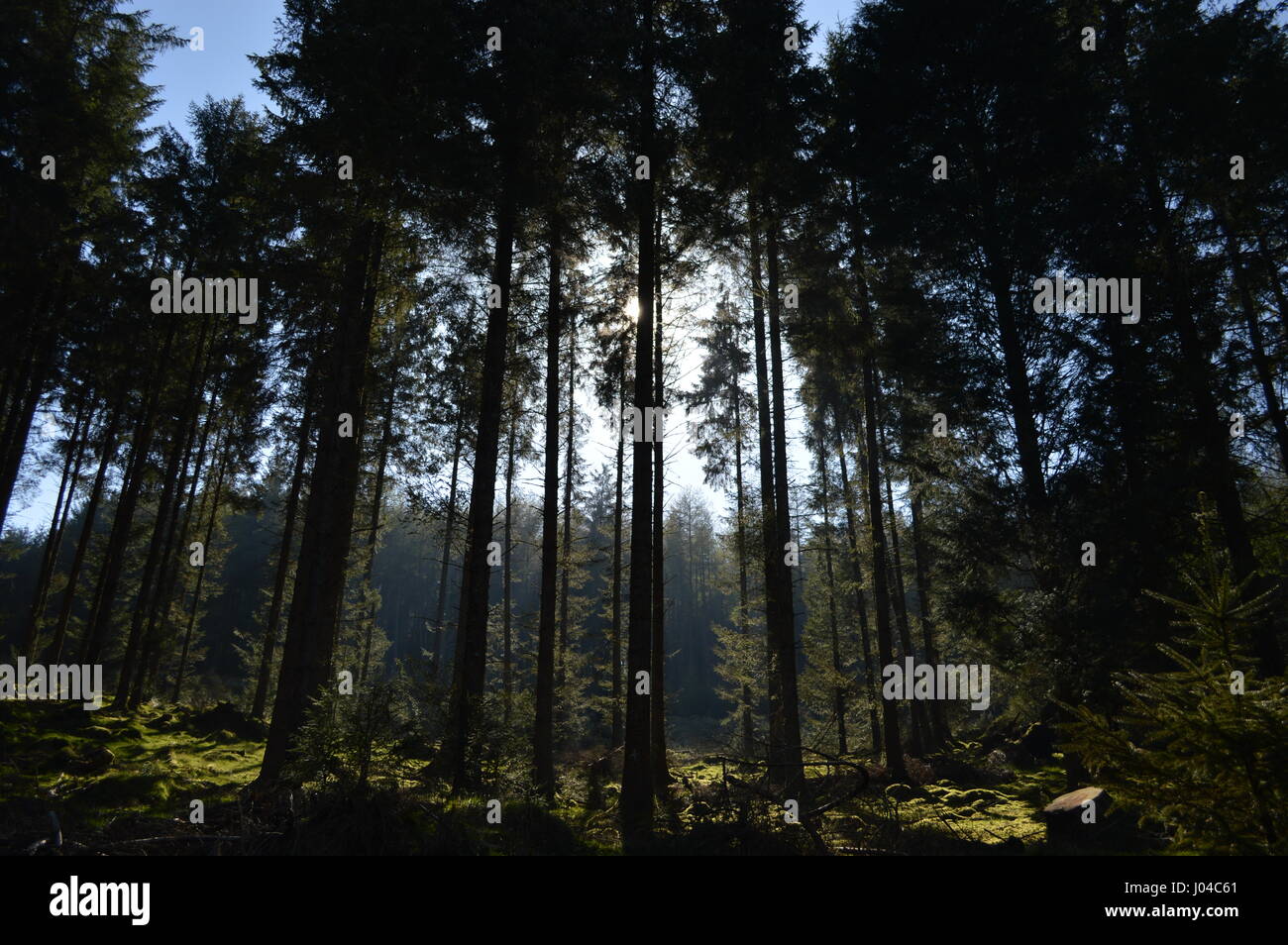 Sonnenlicht durch Fernworthy Wald in Dartmoor, Devon Stockfoto