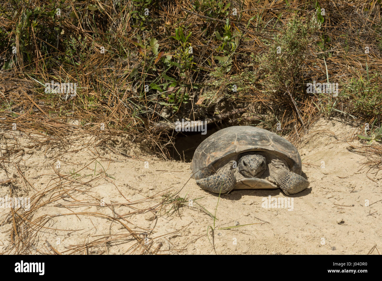Ein Gopher-Schildkröte aus seiner Höhle. Stockfoto