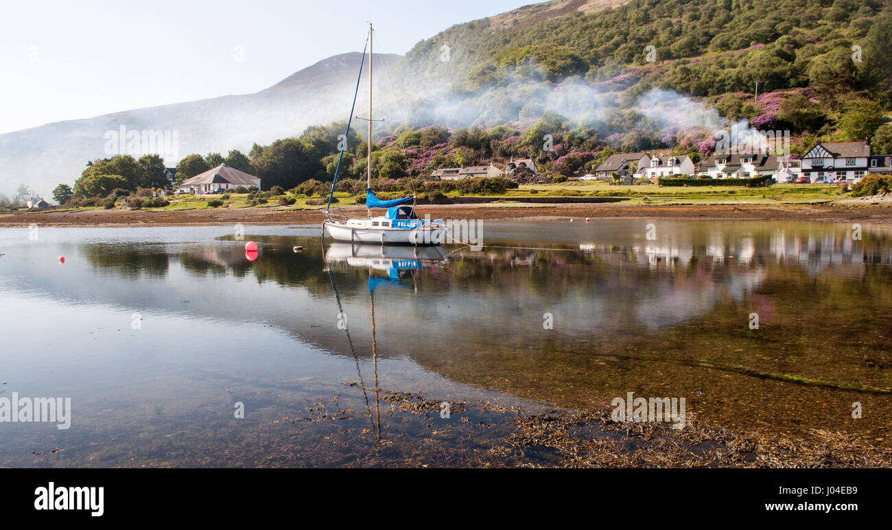 Rauch steigt aus Rhododendron Aufräumarbeiten in den Wäldern rund um Lochranza Dorf, am Hafen von Lochranza unter den Bergen auf der Isle of Arran. Stockfoto