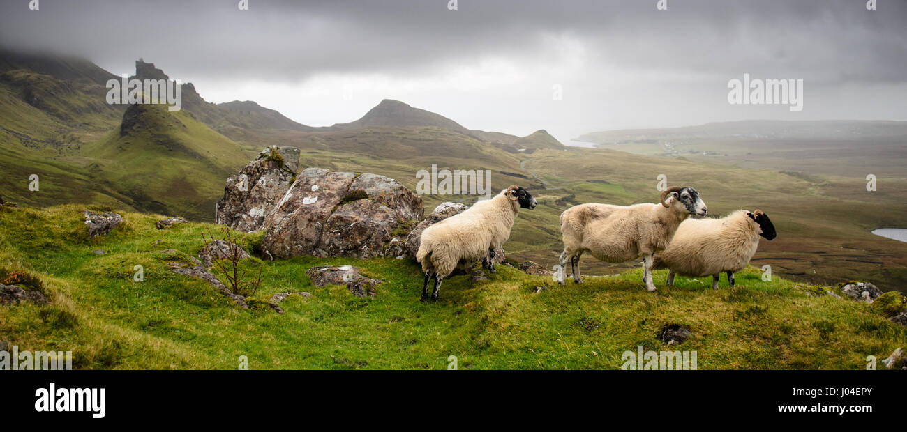 Drei Schafe blicken auf die märchenhafte Landschaft der Quiraing, ein Berg-Erdrutsch auf der Trotternish Halbinsel von Schottland Isle Of Skye. Stockfoto