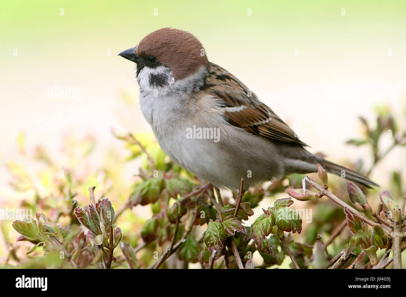 Eurasische Baum-Spatz (Passer Montanus) Stockfoto