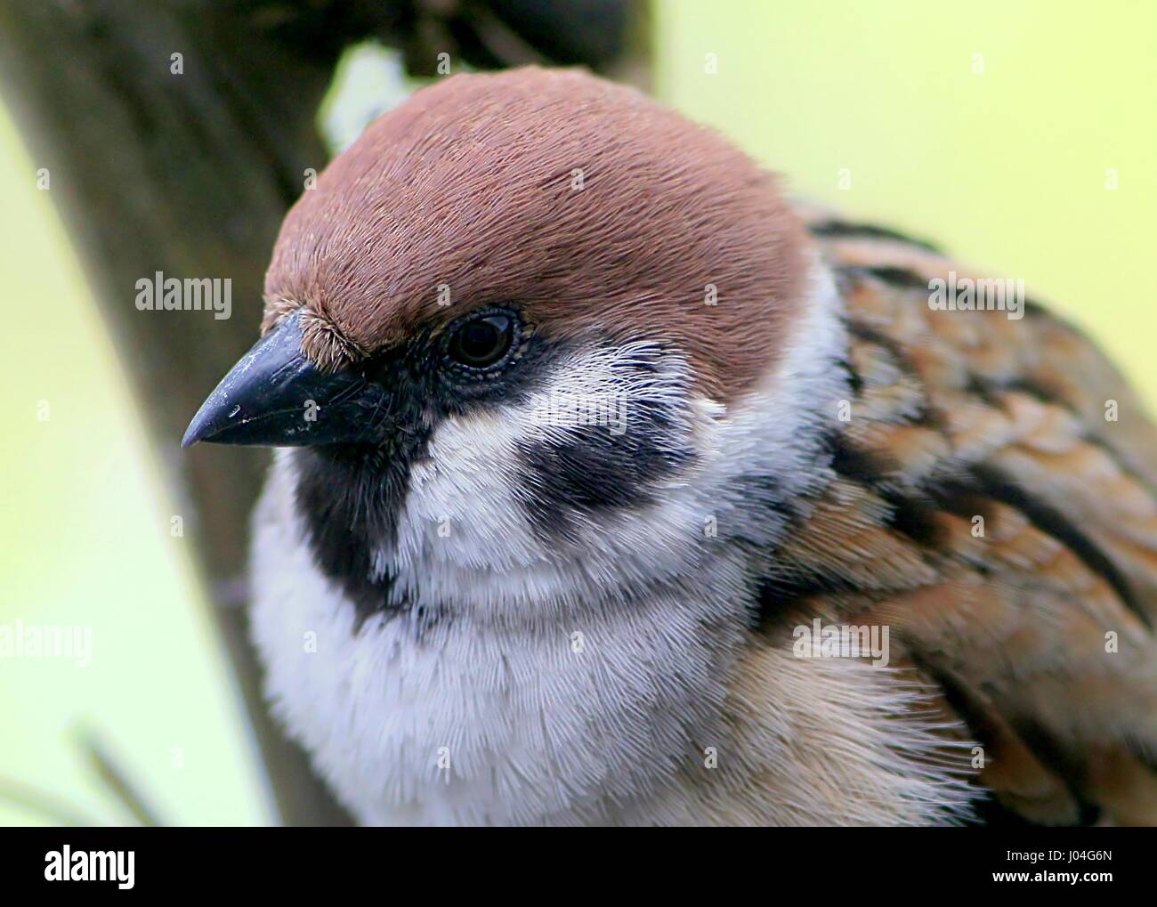 Eurasische Baum-Spatz (Passer Montanus) Stockfoto