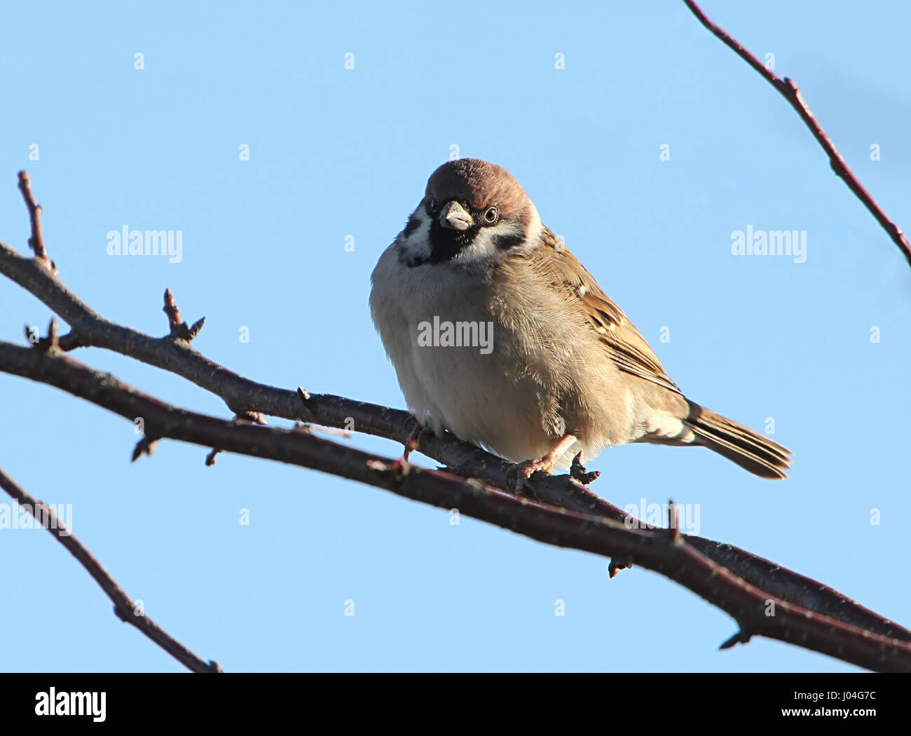 Eurasische Baum-Spatz (Passer Montanus) Stockfoto