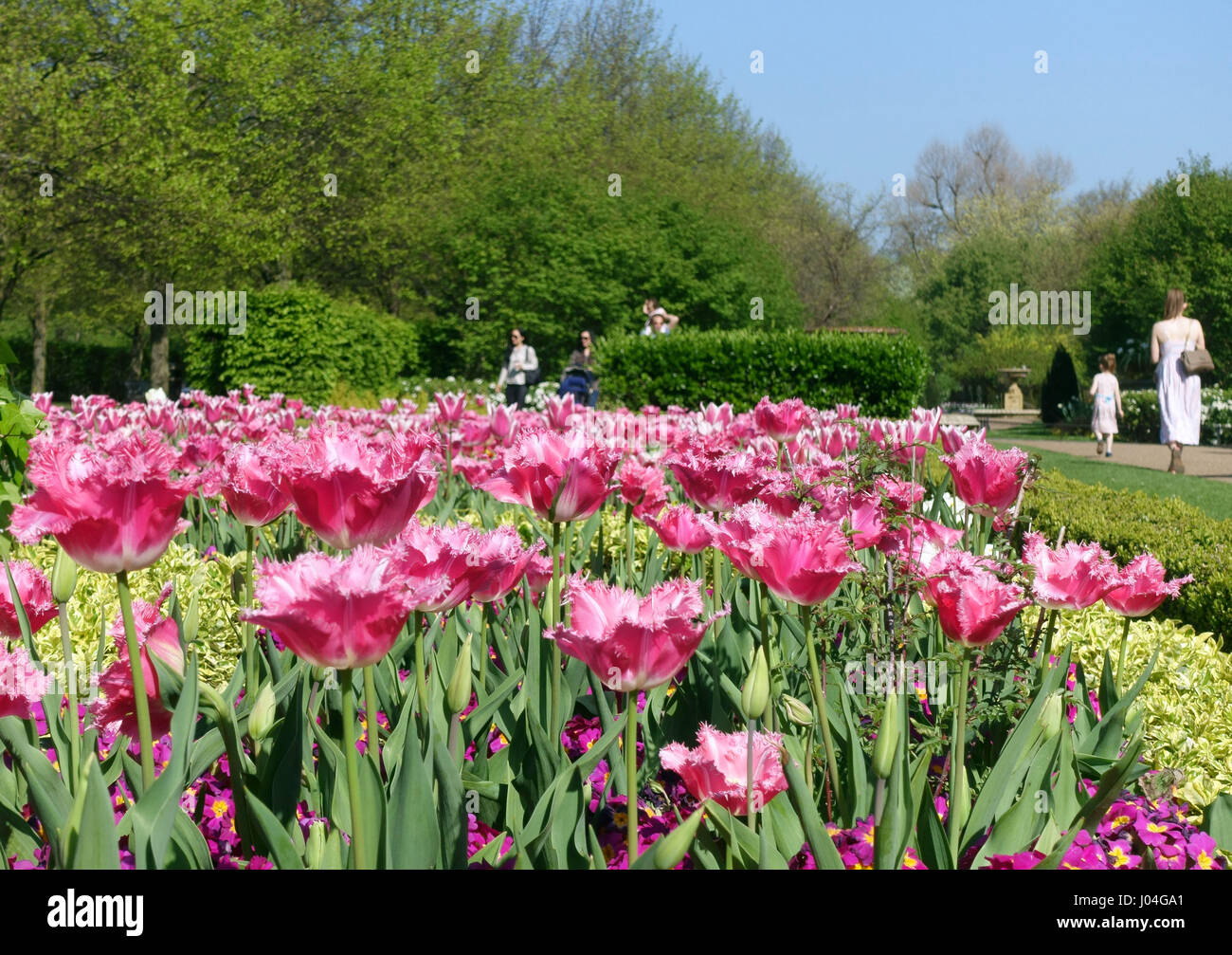 Tulpen blühen im Frühjahr im Regents Park, London Stockfoto