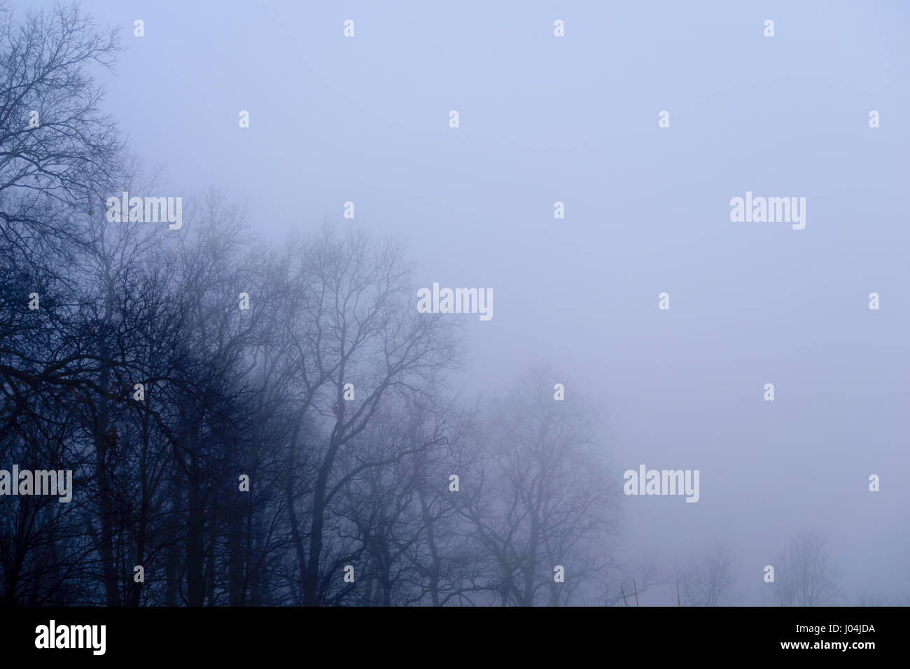 Bäume erscheinen durch Morgennebel Stockfoto