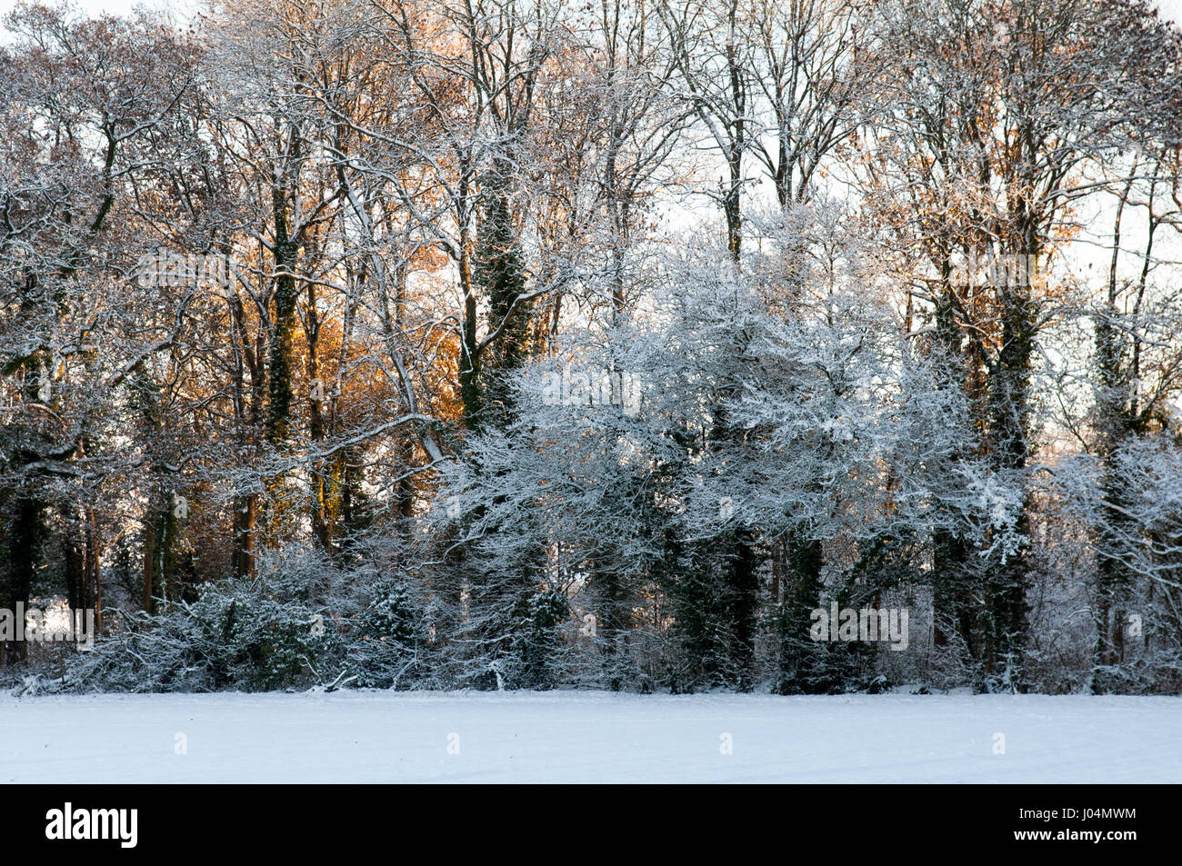 Winter schnee Stäube Bäume in einem traditionellen englischen woodland Baumgruppe in der Blackmore vale Bezirk von Dorset. Stockfoto