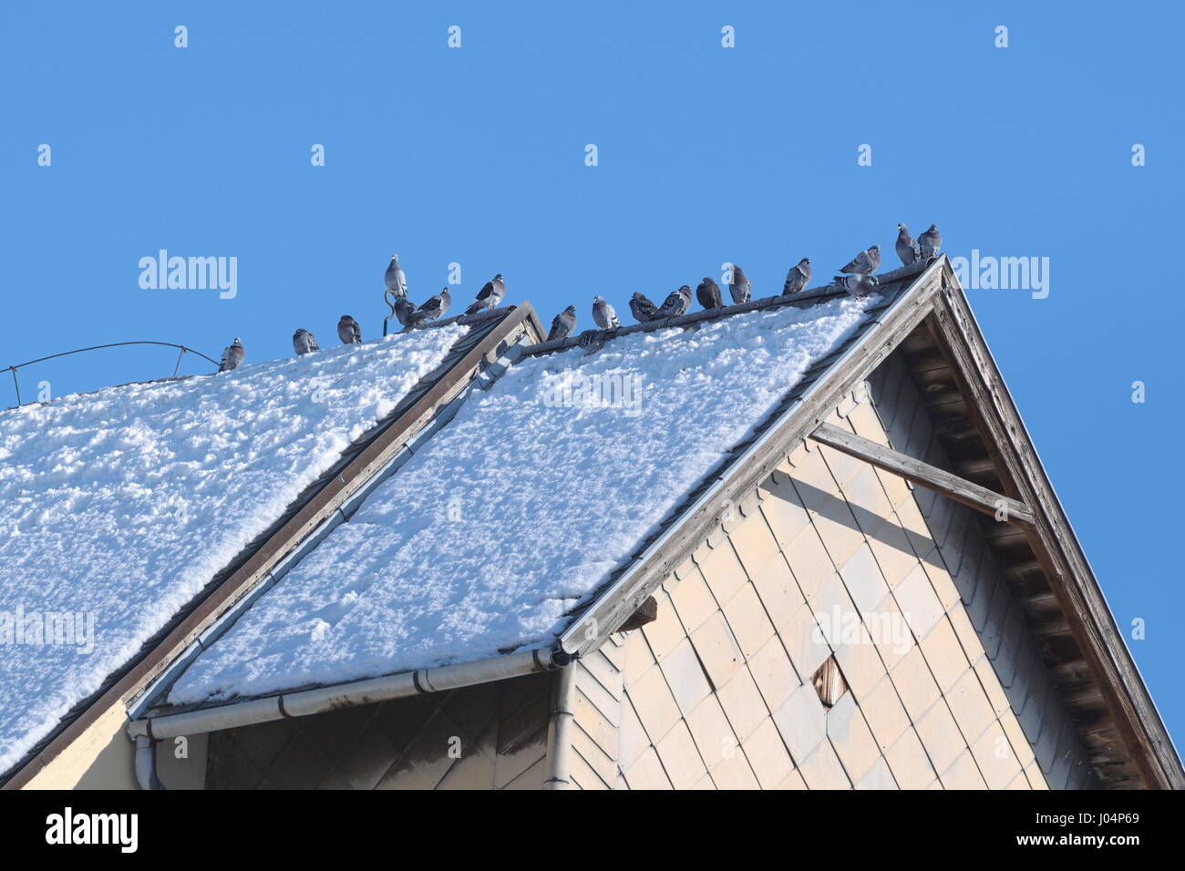Grauen Tauben sitzen auf verschneiten Dach an einem sonnigen Wintertag Stockfoto