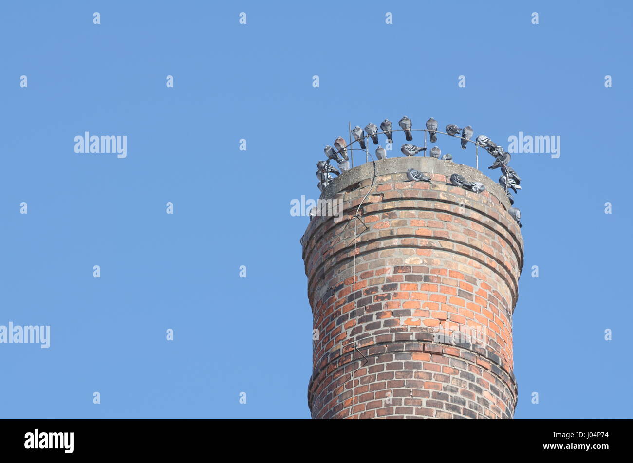 Grauen Tauben sitzen auf Fabrikschornsteinen oben an einem sonnigen Tag Stockfoto
