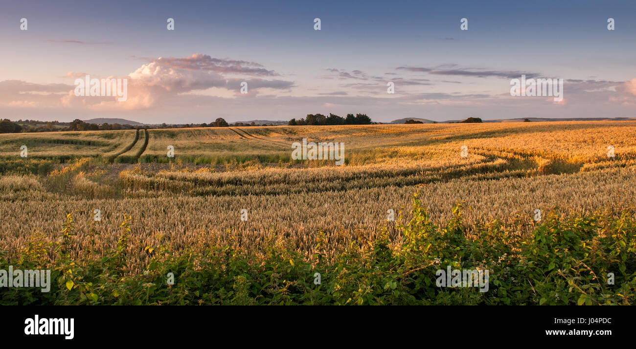 Felder von Getreide in der landwirtschaftlichen Blackmore Vale Bezirk North Dorset, England. Stockfoto