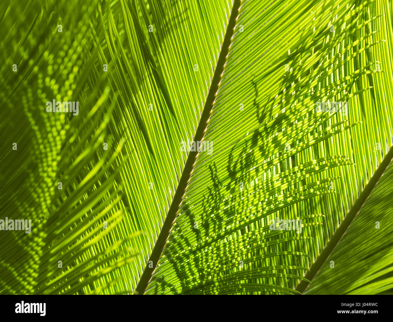 Grünen Natur Hintergrund mit Textur von Palm oder Farn Wedel. Sonnenlicht Hintergrundbeleuchtung Nahaufnahme stock Foto. Stockfoto