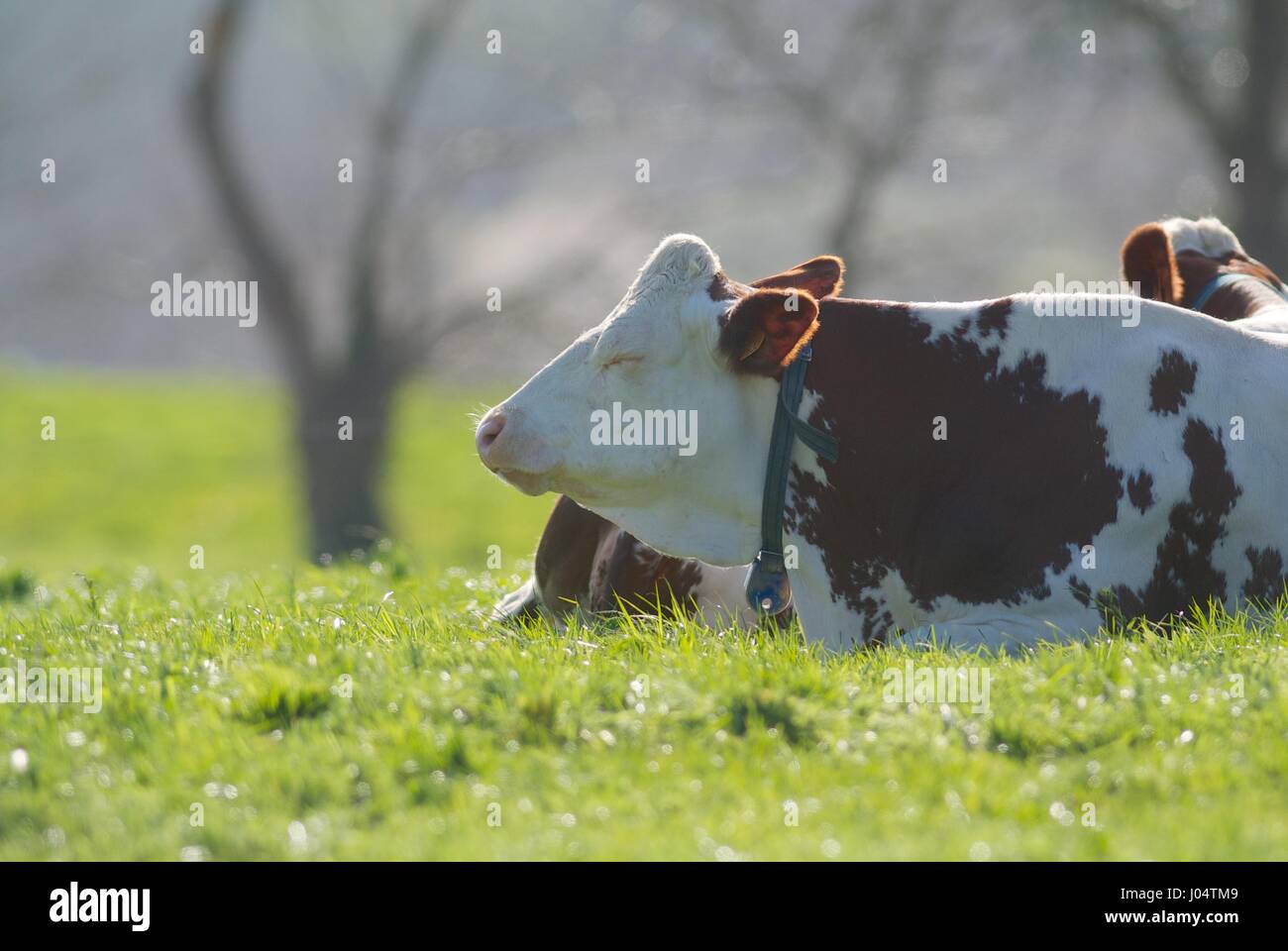 Verschlafene Kuh in einem Feld Stockfoto