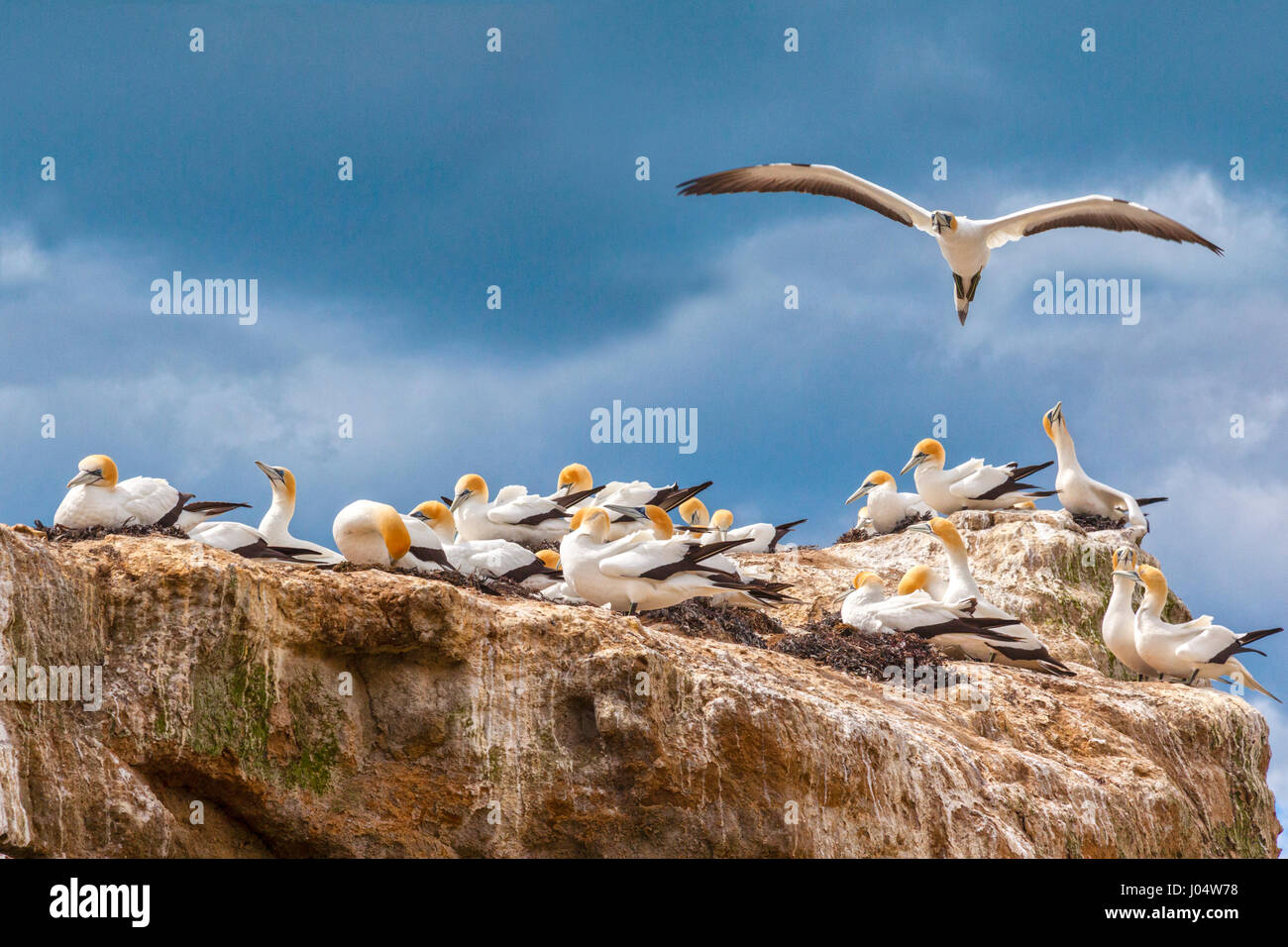 Schwarzen Riff Gannet Colony, Cape Kidnappers, Hawkes Bay, Neuseeland. Stockfoto