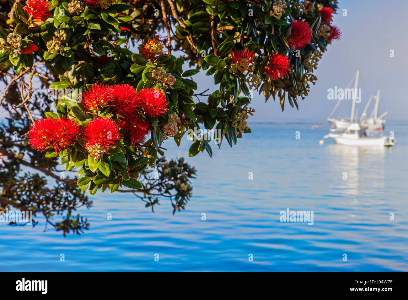 Pohutukawa in Russell, Bay of Islands, Neuseeland - bekannt als New Zealand Christmas Tree, weil er normalerweise zu Weihnachten blüht, Stockfoto