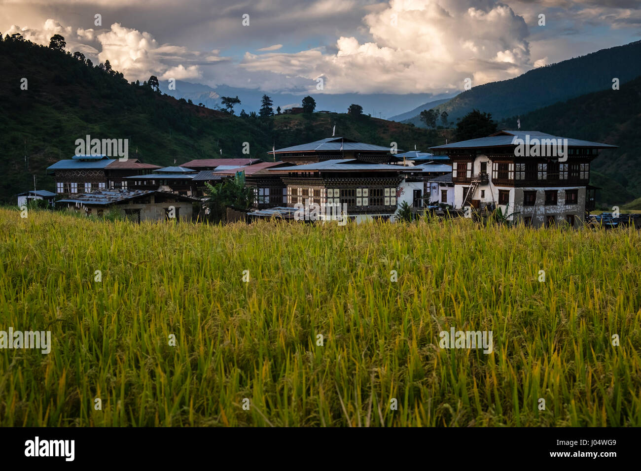 LOBESA, BHUTAN - ca. Oktober 2014: Reisfelder rund um das Dorf Lobesa, Chimi Lhakhang in der Nähe der Tempel des göttlichen verrückte Stockfoto