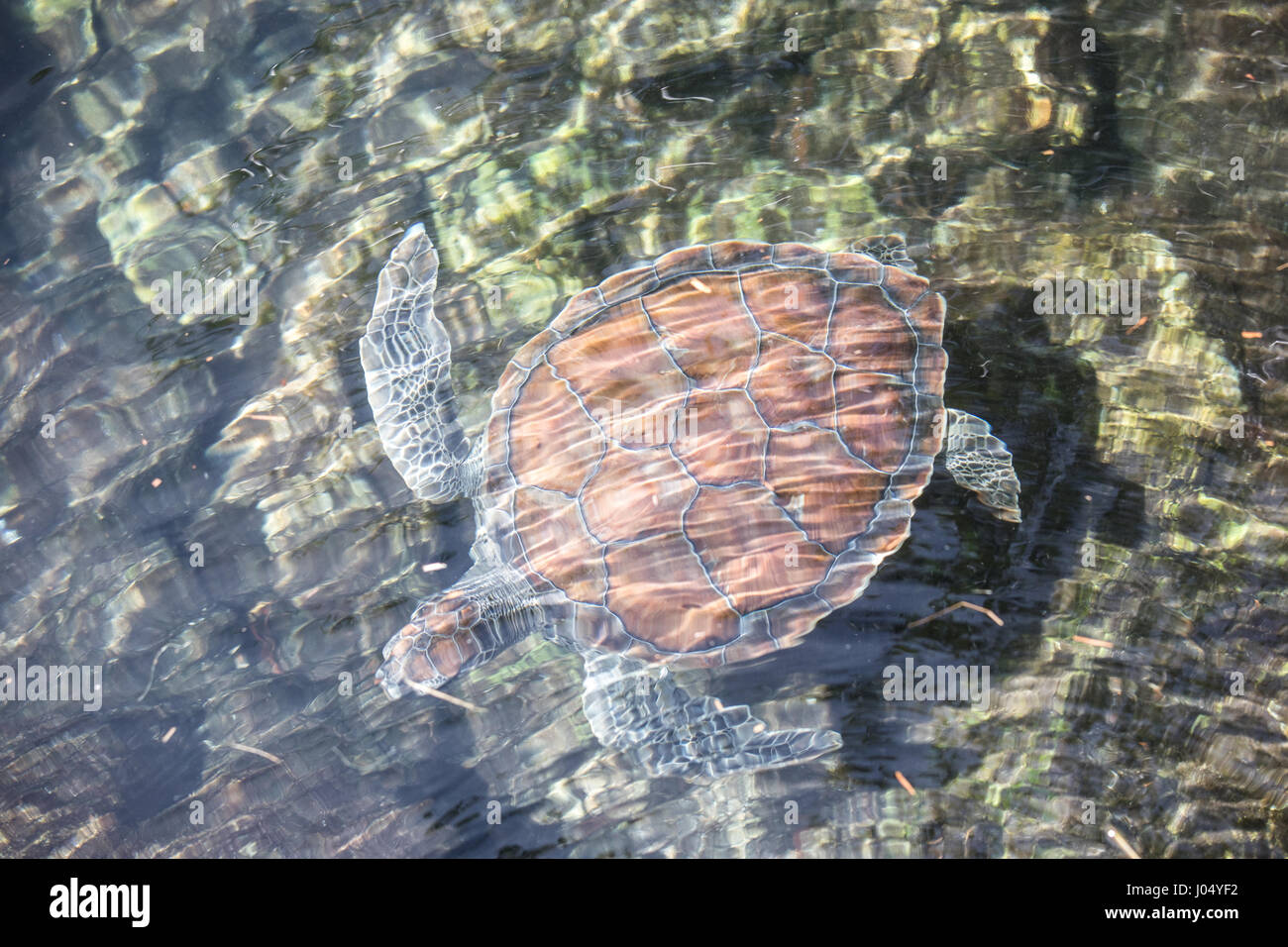 Erwachsenen Schildkröte in einem Teich. Cancun, Mexiko. Stockfoto