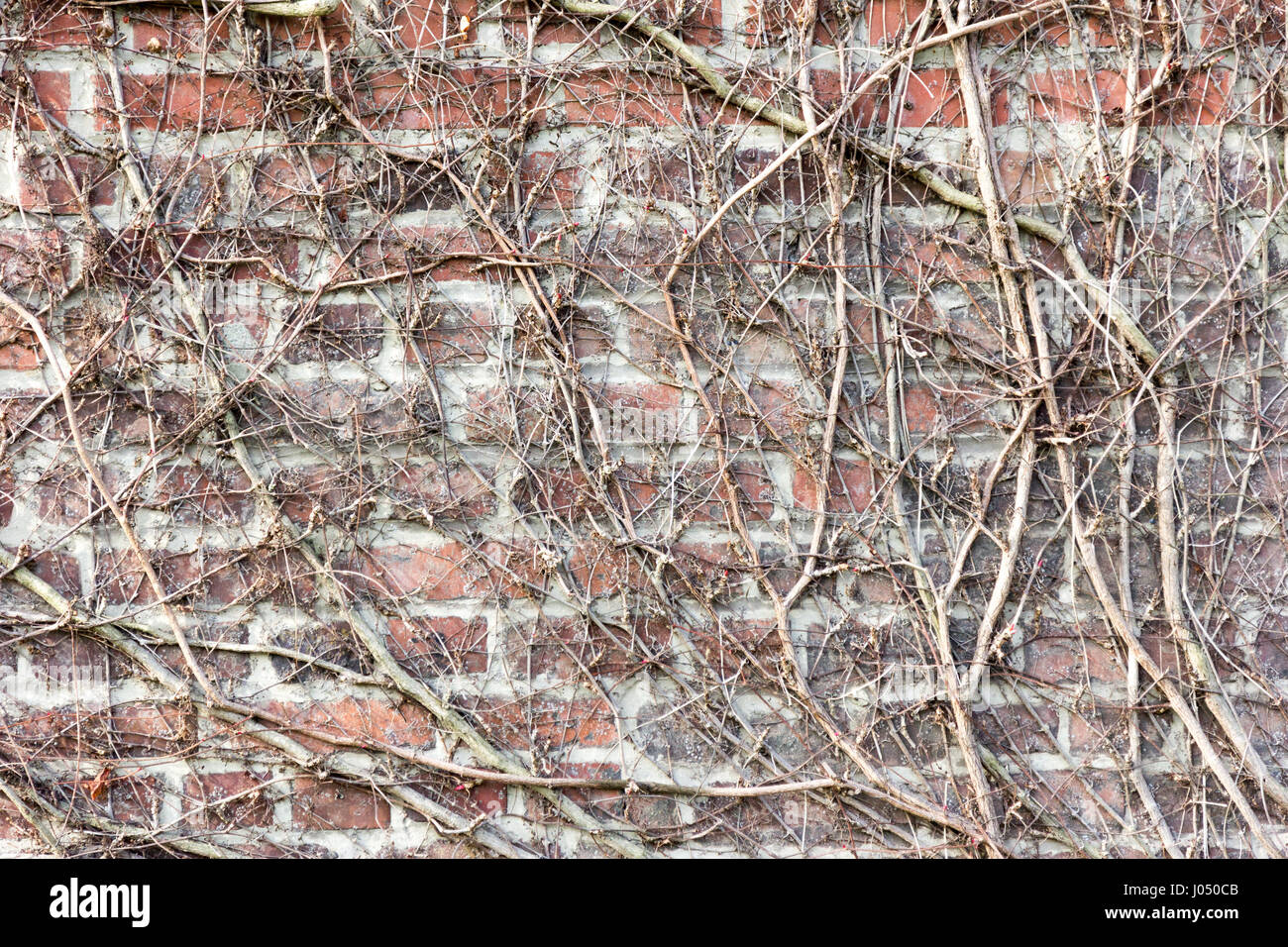 Verwitterte Ziegelmauern mit Sträuchern, Moos und Flechten überwuchert Stockfoto