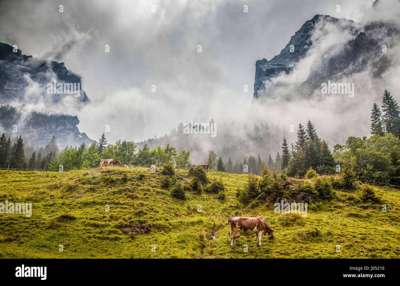 Schönen Blick auf grasende Kühe auf idyllischen Bergkulisse der Alpen mit hohen Berggipfeln in Nebel bedeckt, an einem schönen Tag im Sommer, Schweiz Stockfoto