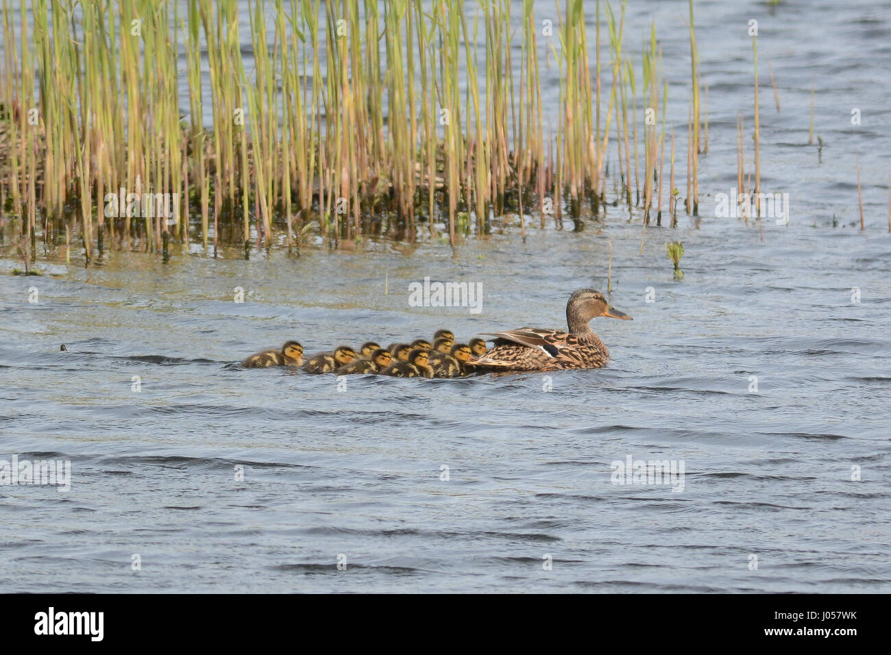 Marazion, Cornwall, UK. 10. April 2017. Großbritannien Wetter. Die jüngste warme Wetter hat das schlüpfen die ersten Küken der Saison in Marazion Marsh RSPB Reserve gesehen. Bildnachweis: Simon Maycock/Alamy Live-Nachrichten Stockfoto
