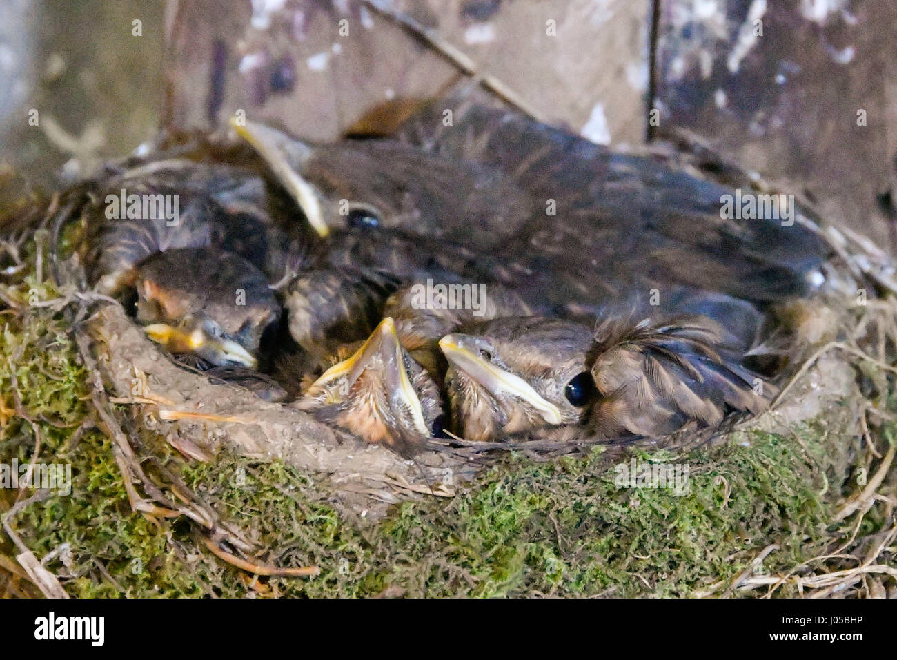 Uploders, Dorset, UK. 10. April 2017. Volles Haus. Ein Nest voller Baby Robins mit voll Federn gebildet, kuschelten zusammen und scheinen bereit, das Nest zu verlassen. Das Nest befindet sich in einem Gartenhaus. Bildnachweis: Graham Hunt/Alamy Live-Nachrichten Stockfoto