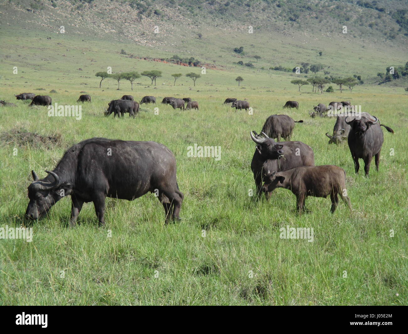 Masai Mara Nationalpark im Süden ist eines der beliebtesten Reiseziele in Kenia, 2. Februar 2017. Auf dem Foto sehen eine Herde Büffel. Sie sind eines der "Big Five", neben das Nashorn, der Lio, Leoparden und Elefanten. Foto: Klaus Blume/dpa Stockfoto