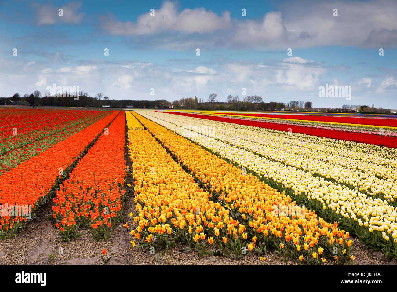 Lisse, Niederlande. 10. April 2017. Tulpe Landwirte neigen dazu, ihre Blüten in Lisse in den Niederlanden (in der Nähe von Amsterdam). Bildnachweis: Oliver Dixon/Alamy Live-Nachrichten Stockfoto
