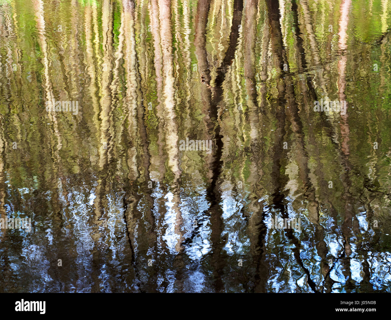 Frühling Bäume spiegeln sich in den Fluß Nidd Nidd Schlucht Wald in der Nähe von Knaresborough North Yorkshire England Stockfoto