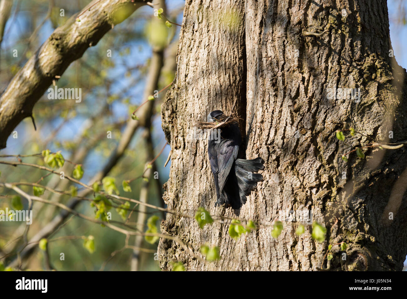 Dohle am Nesteingang auf Baum mit Schnabel Zweige für den Nestbau. Ungespitzten Stockfoto