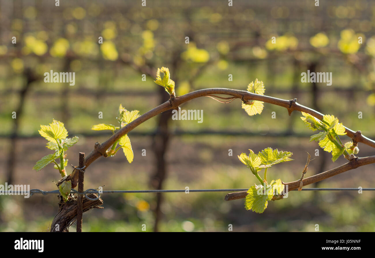 Weingarten im Frühling: Blätter auf gebogenem Ast im Grünen, die Guyot-Methode der Weinausbildung, Südtirol, Italien Stockfoto