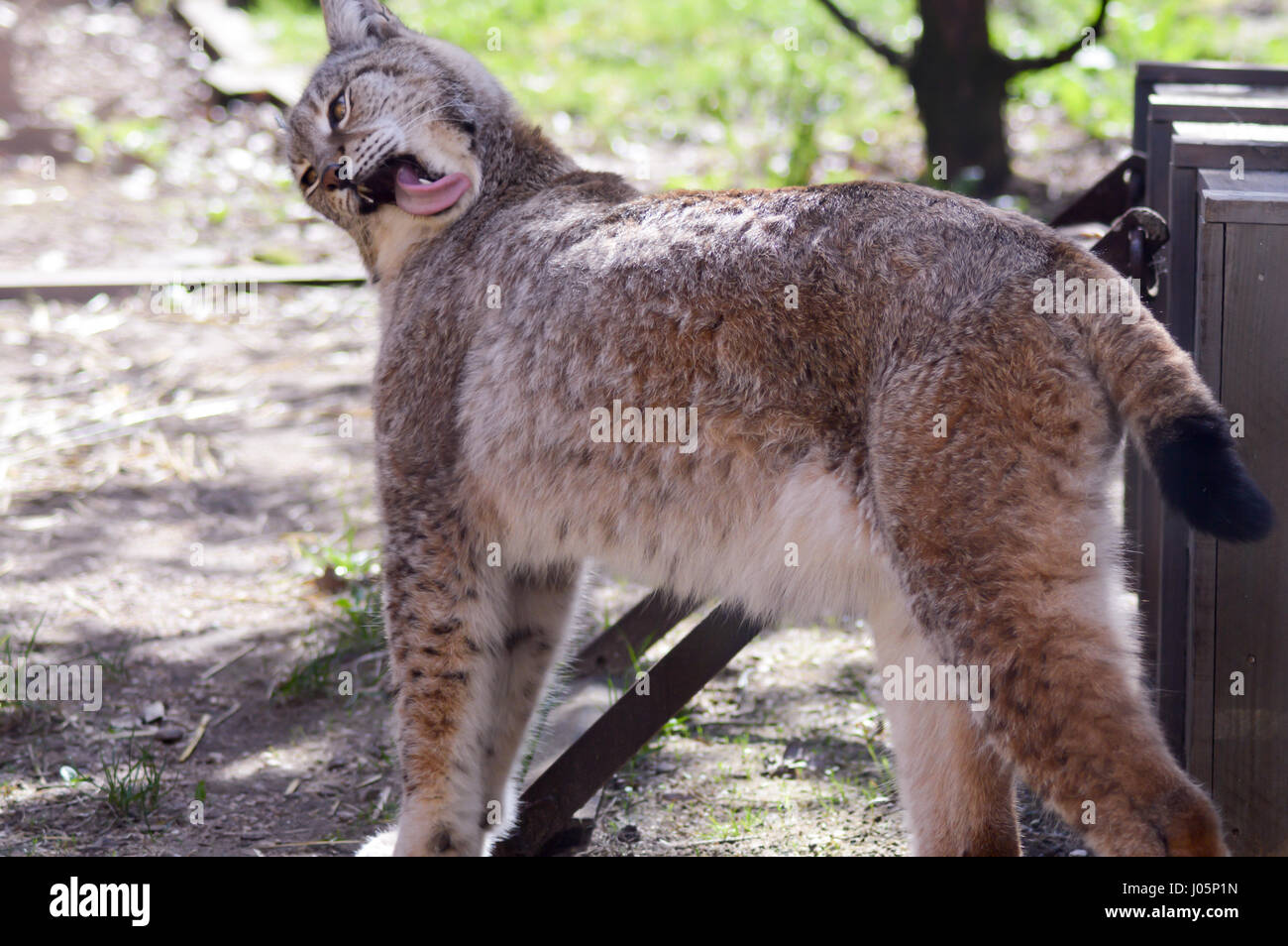 Baden mit der Zunge in einen Wildpark Luchs Stockfoto