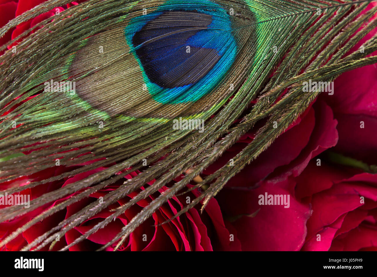 Pfauenfeder und rote Rosen als Hintergrund. Stockfoto