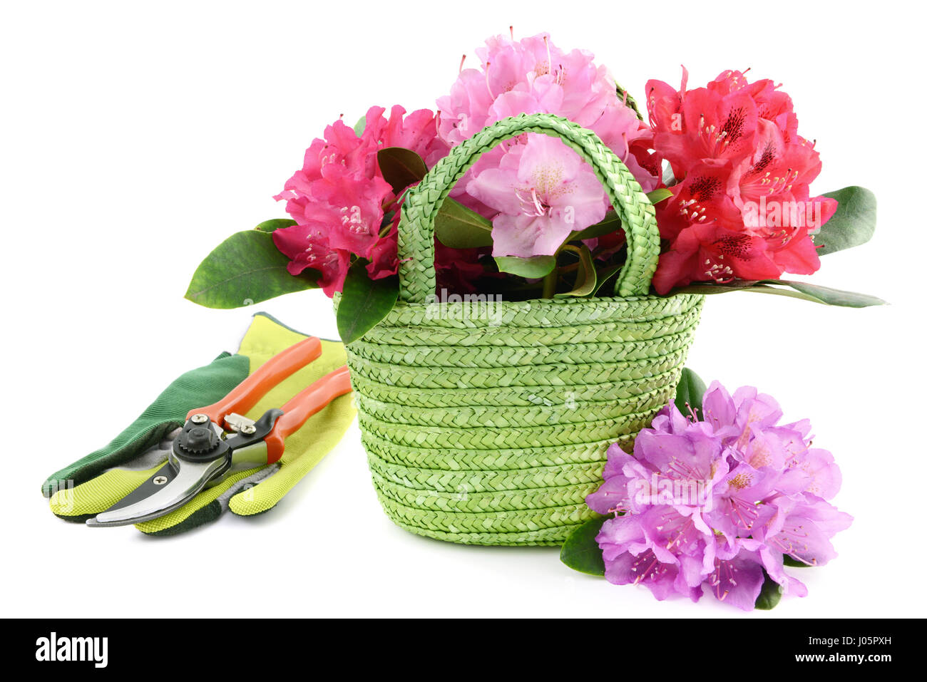 Korb mit Rhododendron Blütenköpfchen und Gartengeräte auf weißem Hintergrund isoliert. Tools wie Handschuhe, Schere. Stockfoto