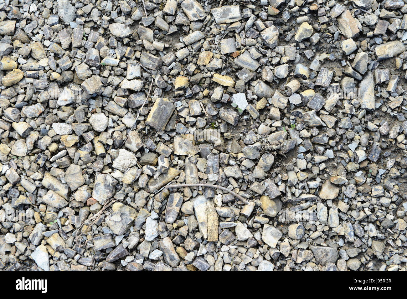 Belemnit Fossil in Stein zu sammeln. Gefunden Sie in Franken, Bayern (Deutschland) Stockfoto