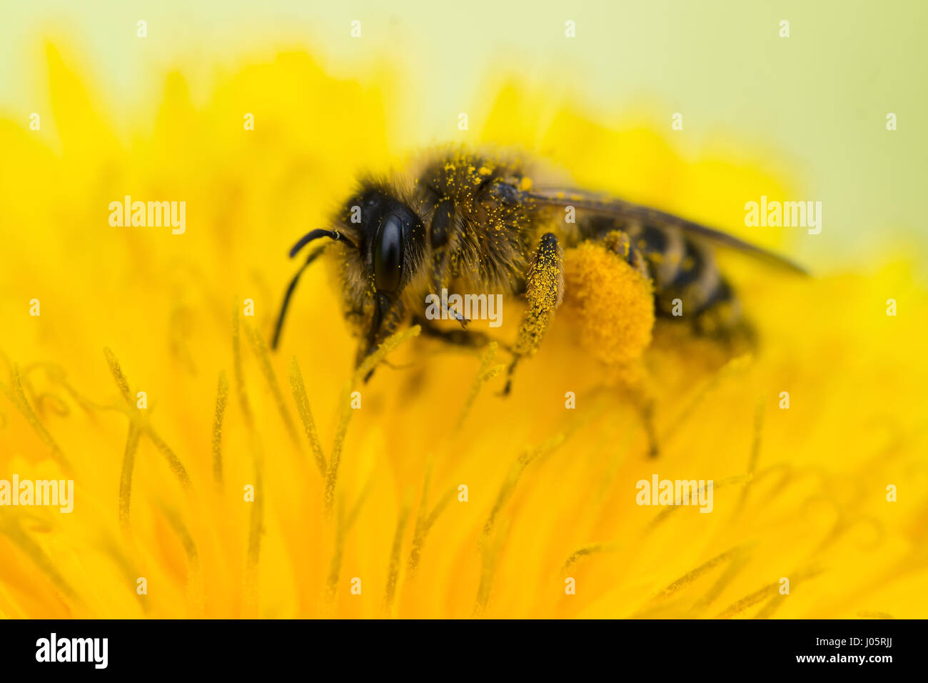 Hautnah auf einer Honigbiene (Apis Mellifera) sammeln von Pollen aus einem Löwenzahn (Taraxacum Officinale) Stockfoto
