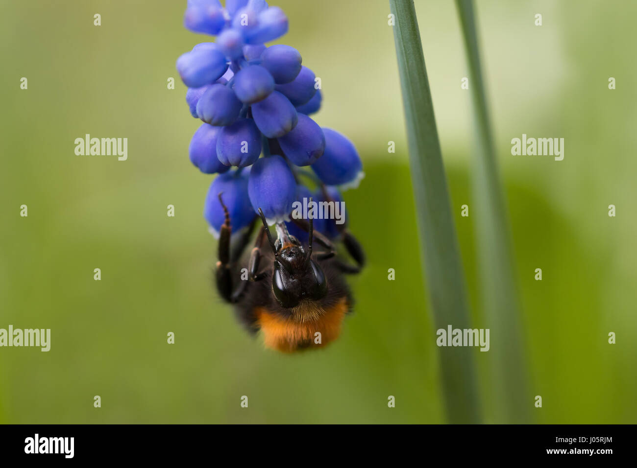Frontale Großaufnahme von eine Hummel (Gattung Bombus) kopfüber auf einer Blume Traubenhyazinthen (Muscari Neglectum) Stockfoto