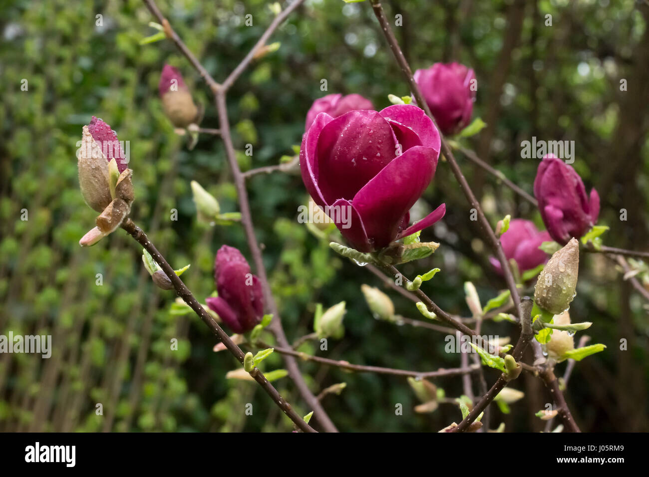 Japanische Magnolie (Magnolia Liliiflora) Blüten blühen in voller Pracht. Stockfoto